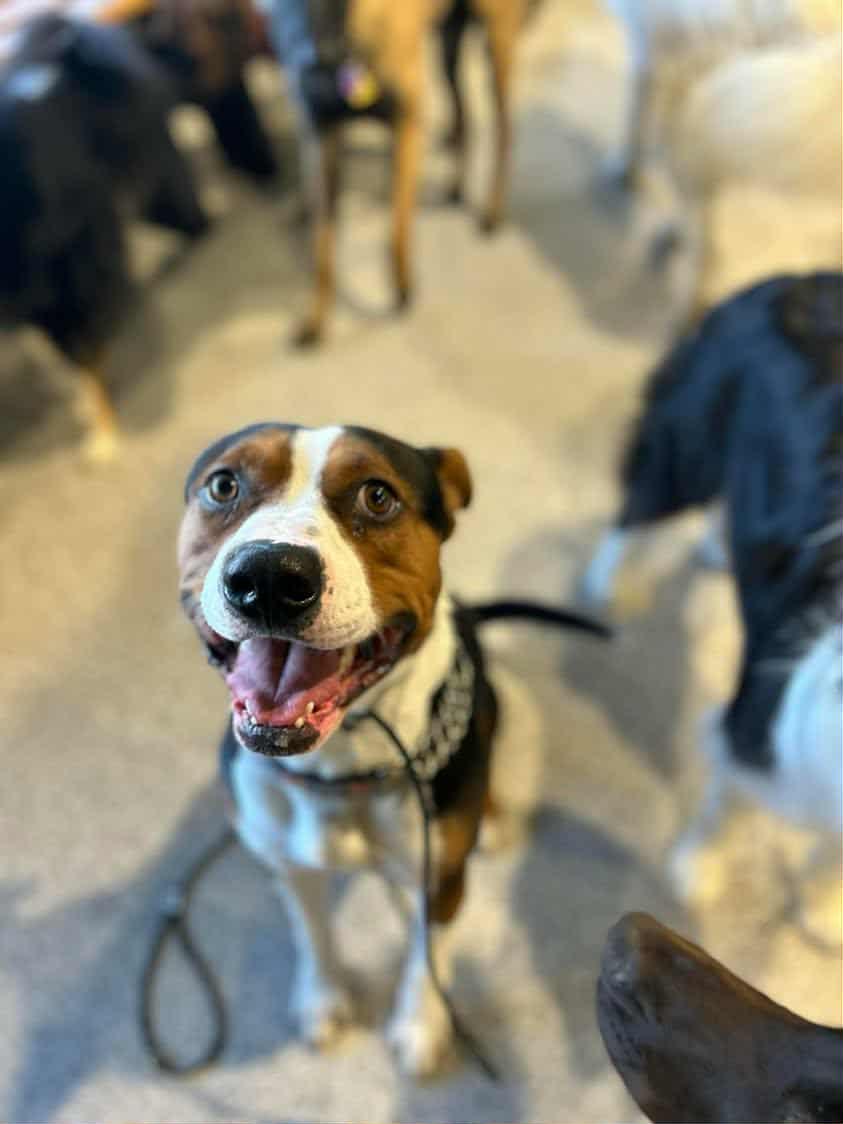 Stu, a Adoptable mixed breed in Pointe-Claire, QC image 4/6