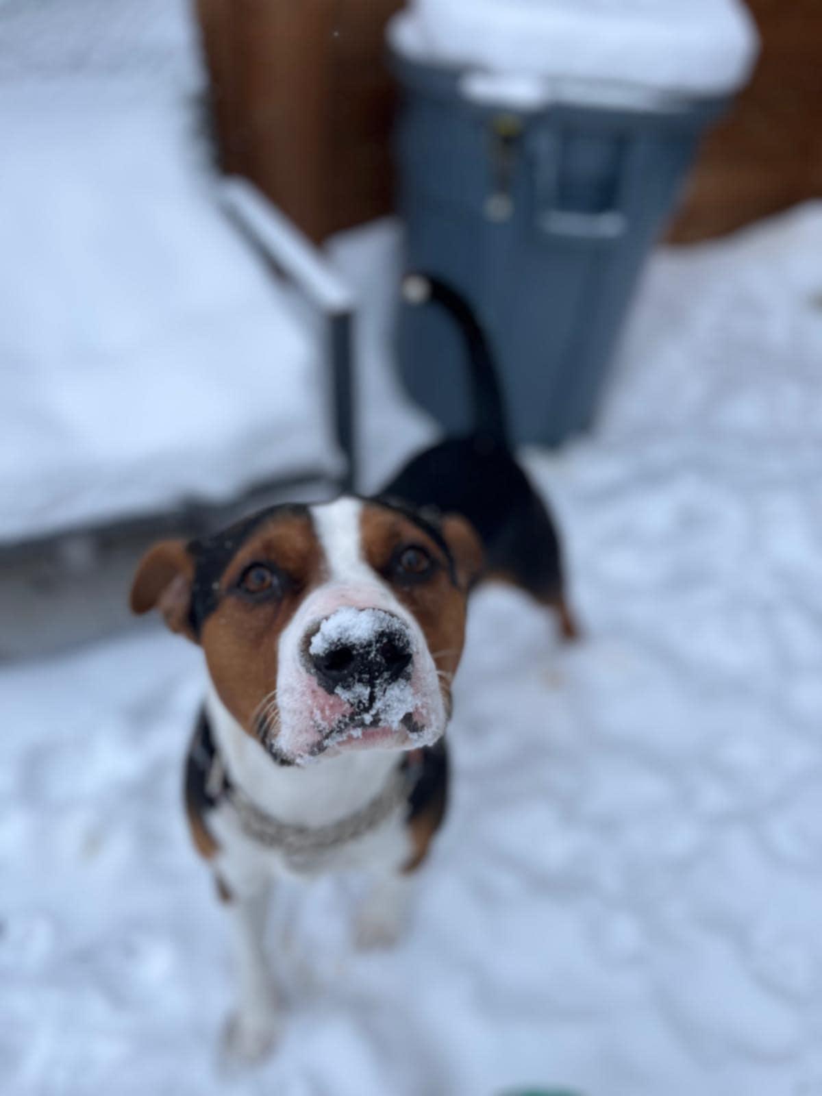 Stu, an adoptable Beagle, American Bully in Pointe-Claire, QC, H9S 5V1 | Photo Image 5