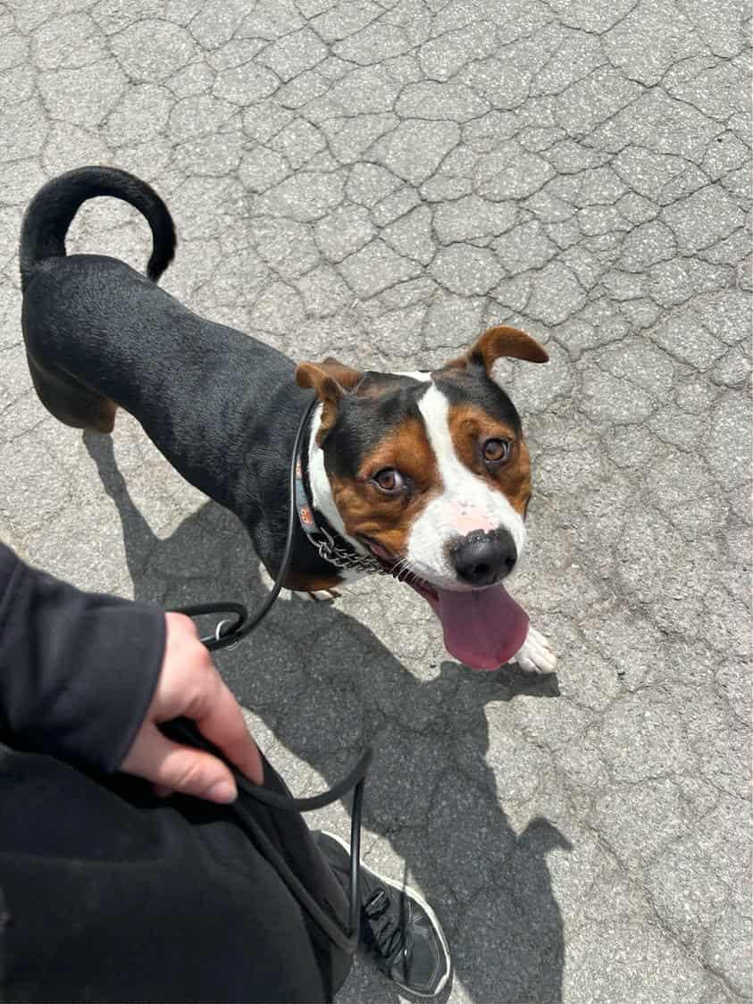 Stu, a Adoptable mixed breed in Pointe-Claire, QC image 3/6