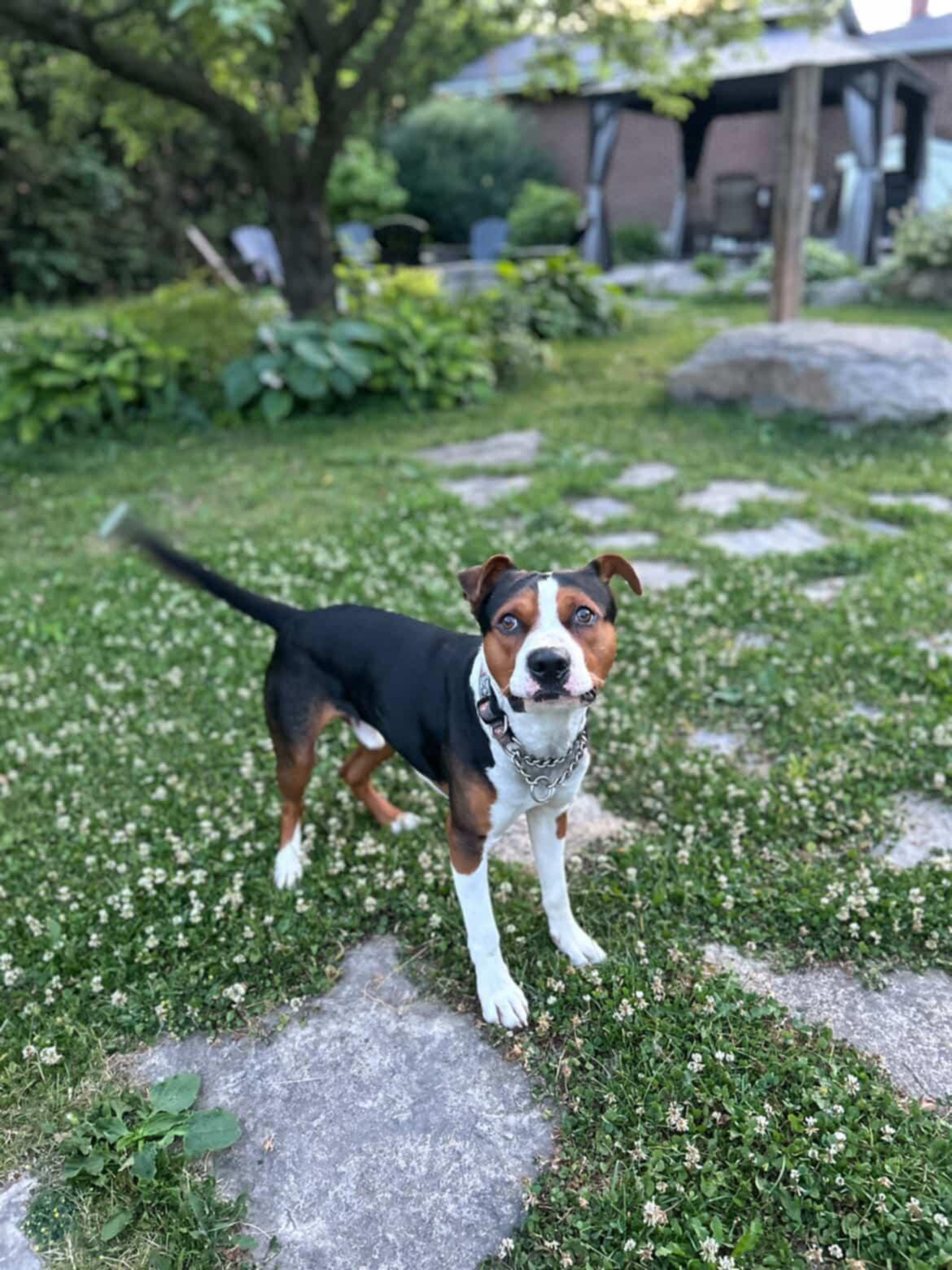 Stu, a Adoptable mixed breed in Pointe-Claire, QC image 6/6