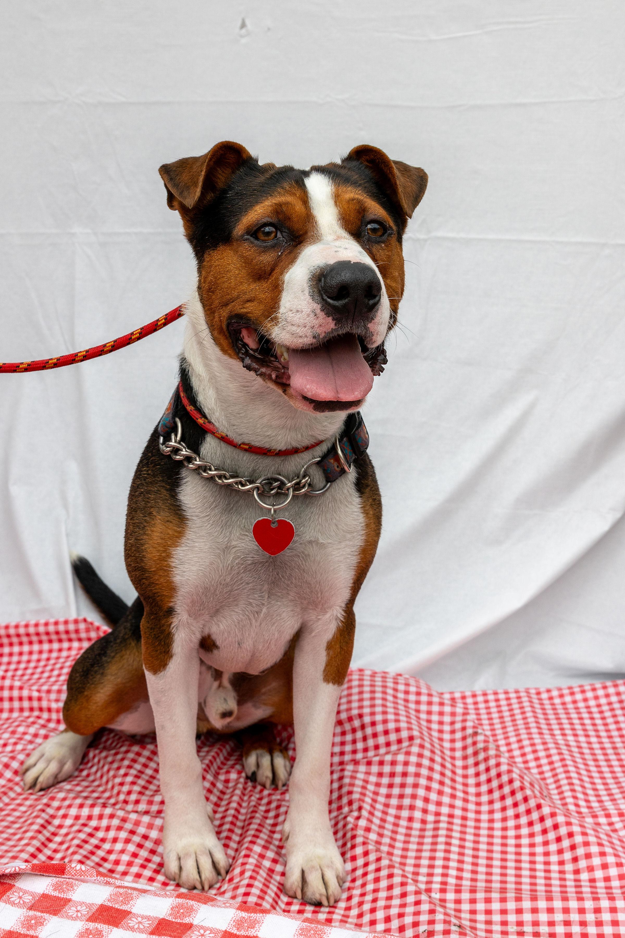Stu, an adoptable Beagle, American Bully in Pointe-Claire, QC, H9S 5V1 | Photo Image 1