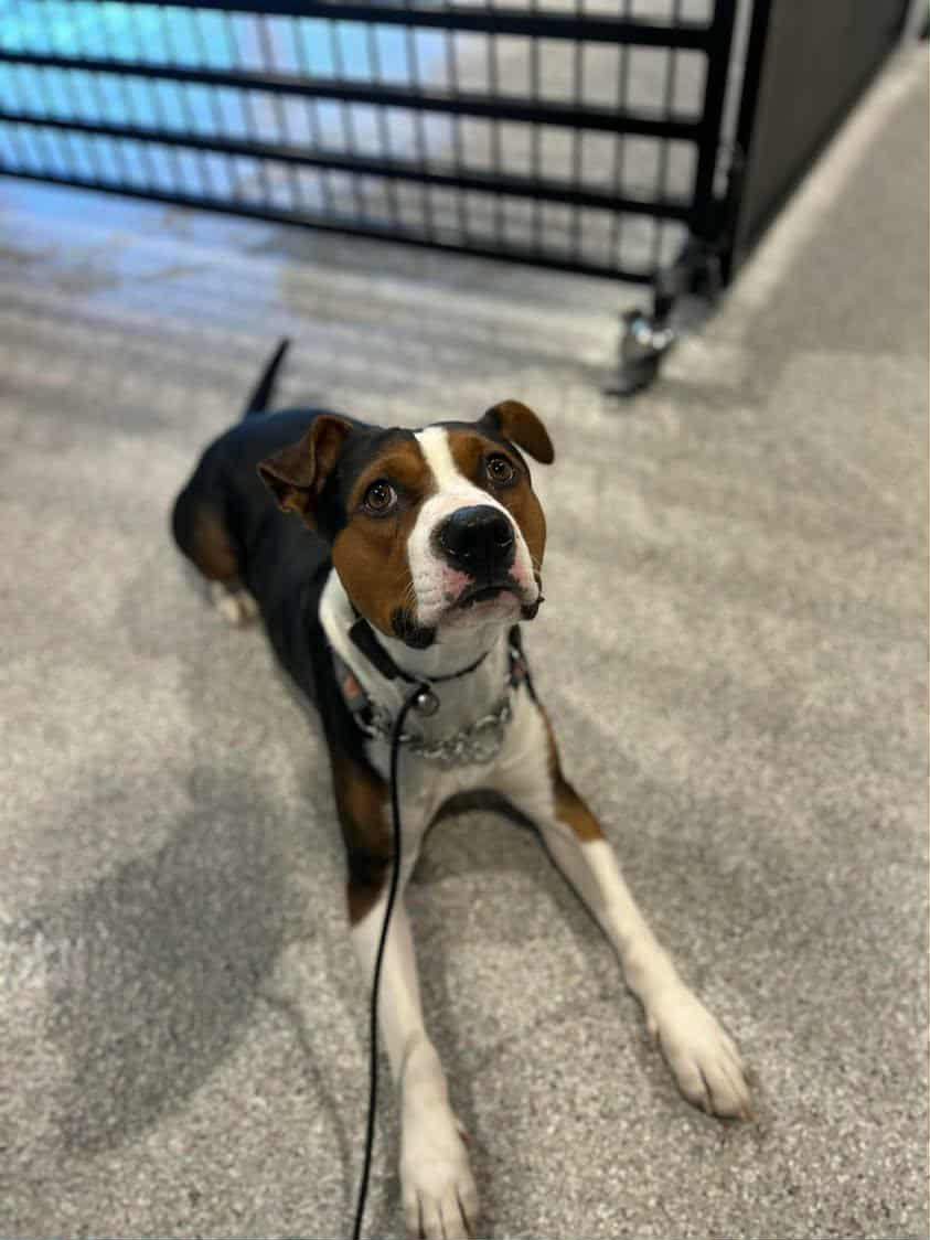 Stu, a Adoptable mixed breed in Pointe-Claire, QC image 5/6