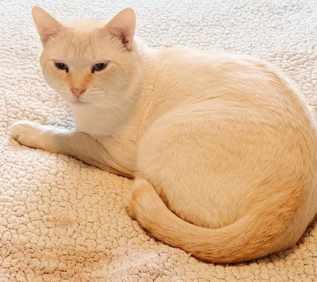 Gumbo, a Adoptable Siamese in Philadelphia, PA image 2/2