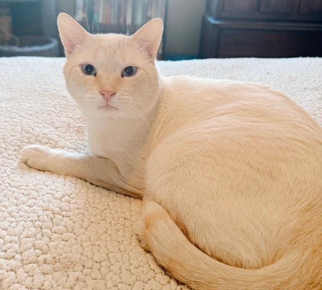 Gumbo, a Adoptable Siamese in Philadelphia, PA image 1/2