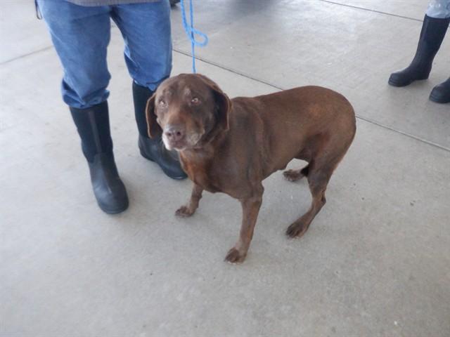 Enlarge JAZZY, a Adoptable mixed breed in Oroville, CA image 1/1