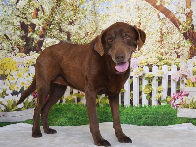 JAZZY, Adoptable, Senior Female Labrador Retriever & Mixed Breed.