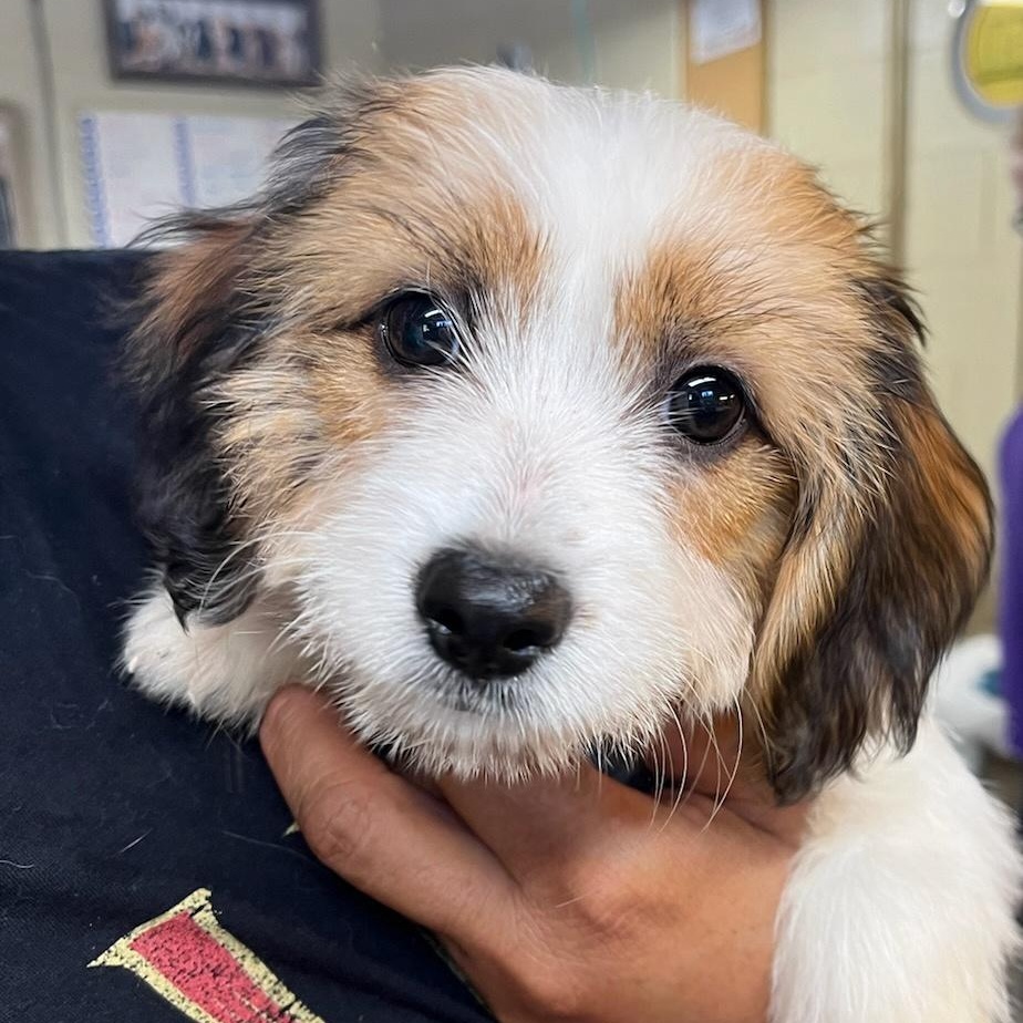 Tessa, adopted, Puppy Female Bichon Frise.