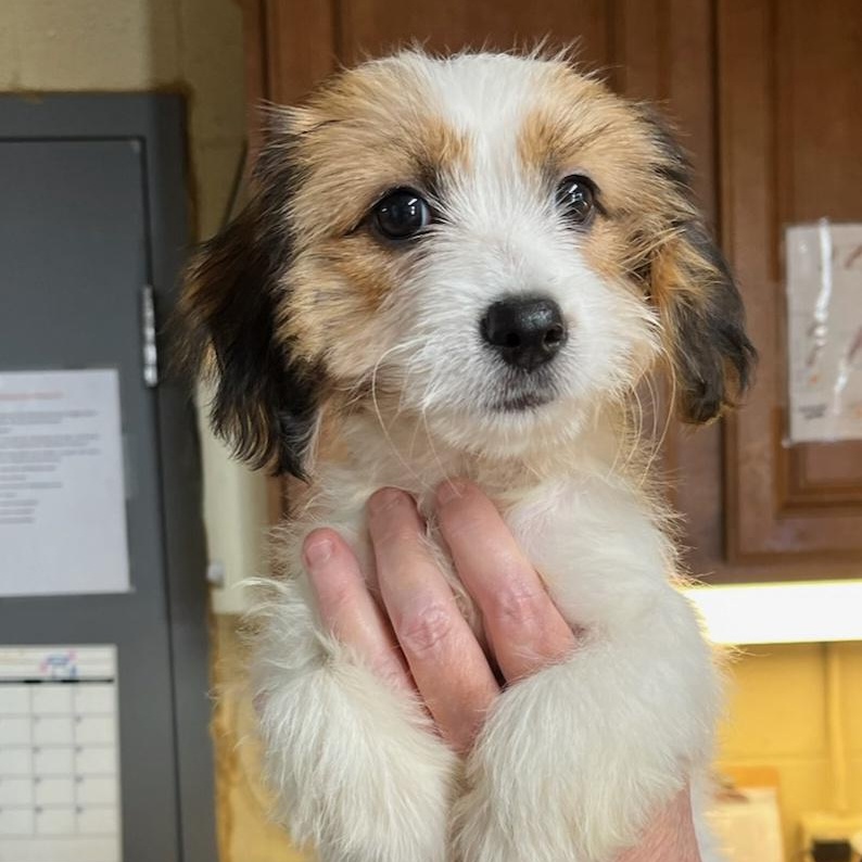 Tessa, an adopted mixed breed in Bulverde, TX image 3/4