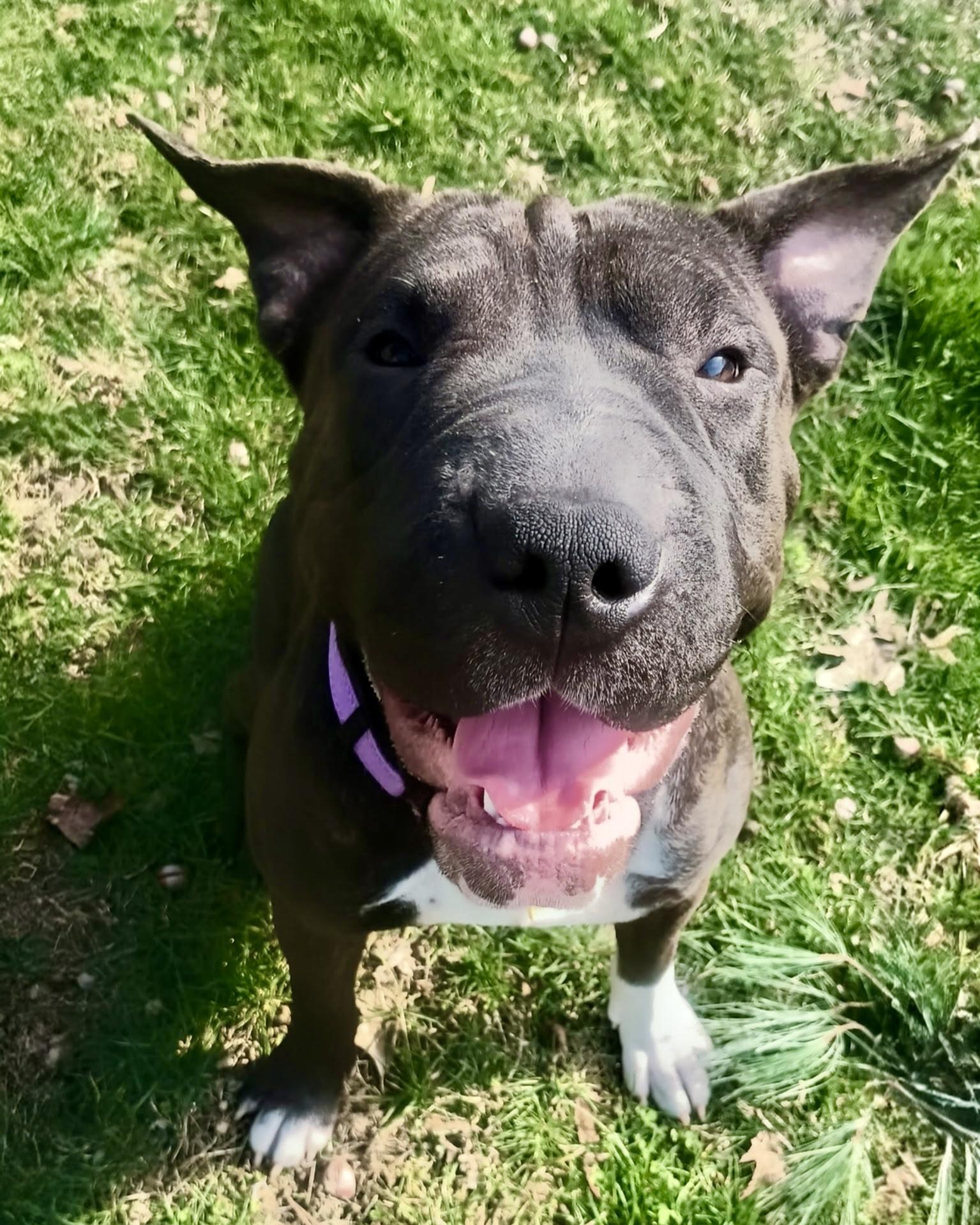 Bubbles, ADOPTABLE, Young Female Shar-Pei.