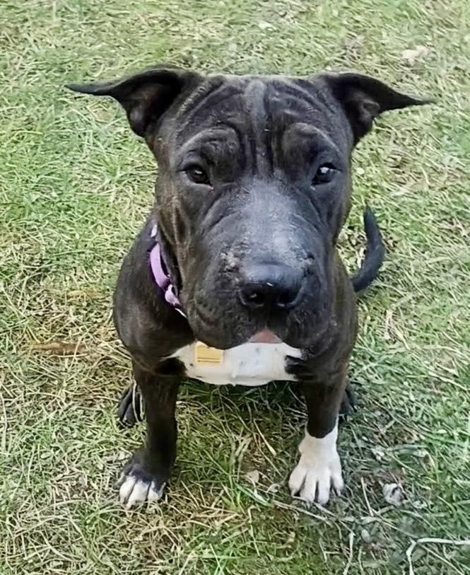 Enlarge Bubbles, a ADOPTABLE mixed breed in Cleveland, OH image 5/5