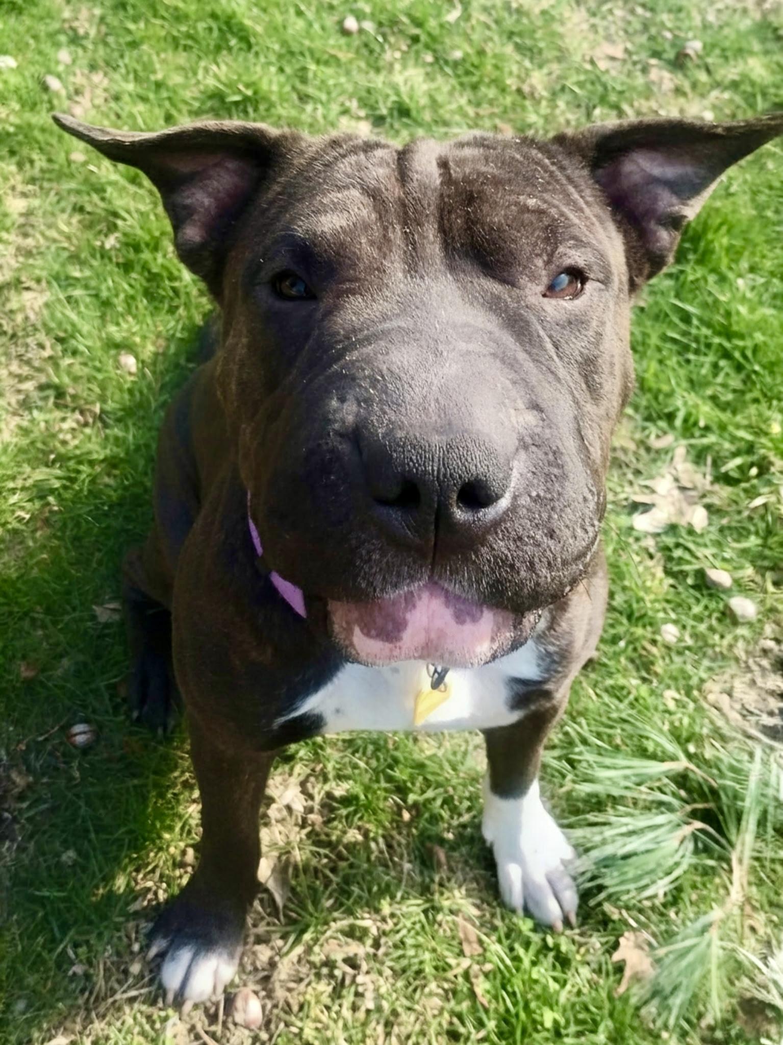 Enlarge Bubbles, a ADOPTABLE mixed breed in Cleveland, OH image 4/5