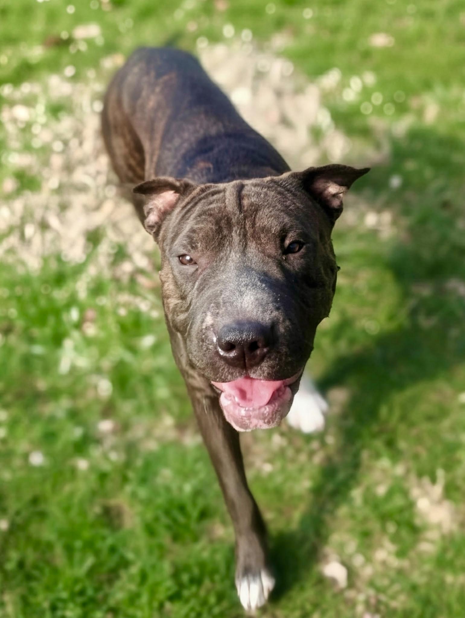 Enlarge Bubbles, a ADOPTABLE mixed breed in Cleveland, OH image 2/5