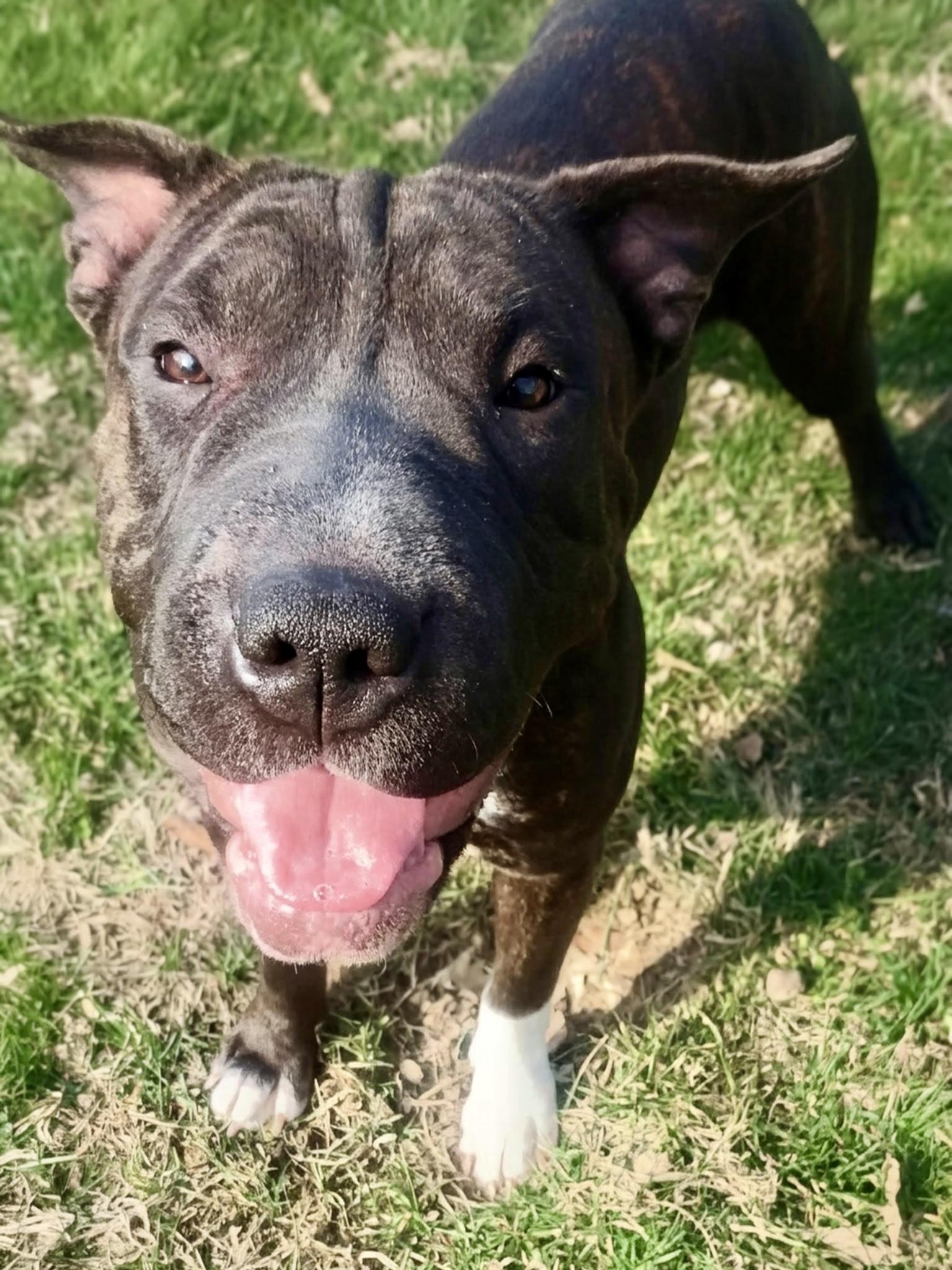 Enlarge Bubbles, a ADOPTABLE mixed breed in Cleveland, OH image 3/5