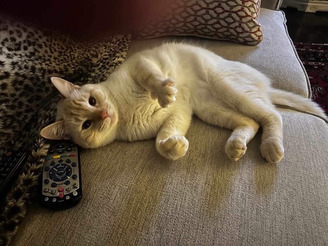 Malakai, an adopted Domestic Short Hair in Chino valley, AZ_image-1