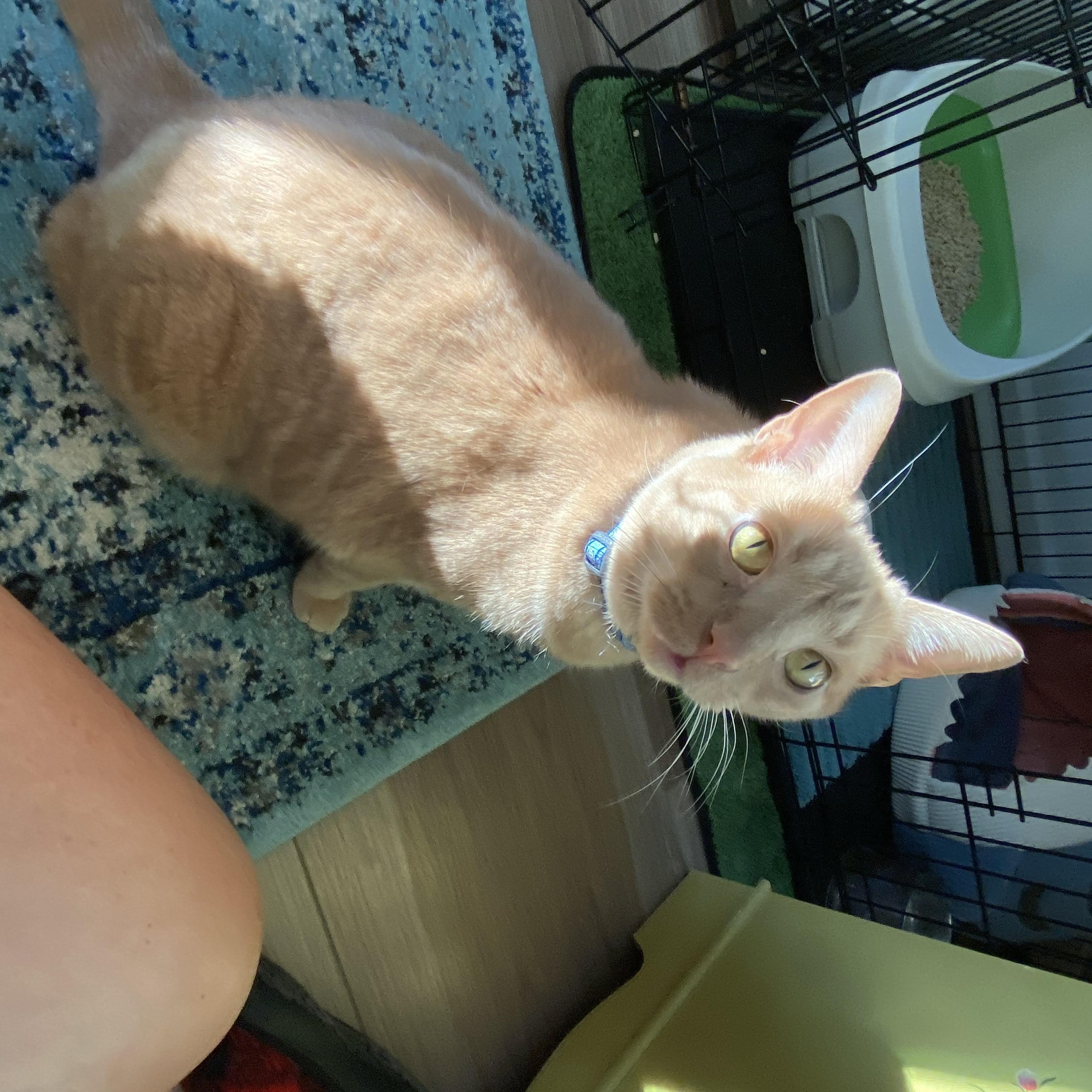 Enlarge Caesar, a Adoptable Domestic Short Hair in Greenville, SC image 4/6