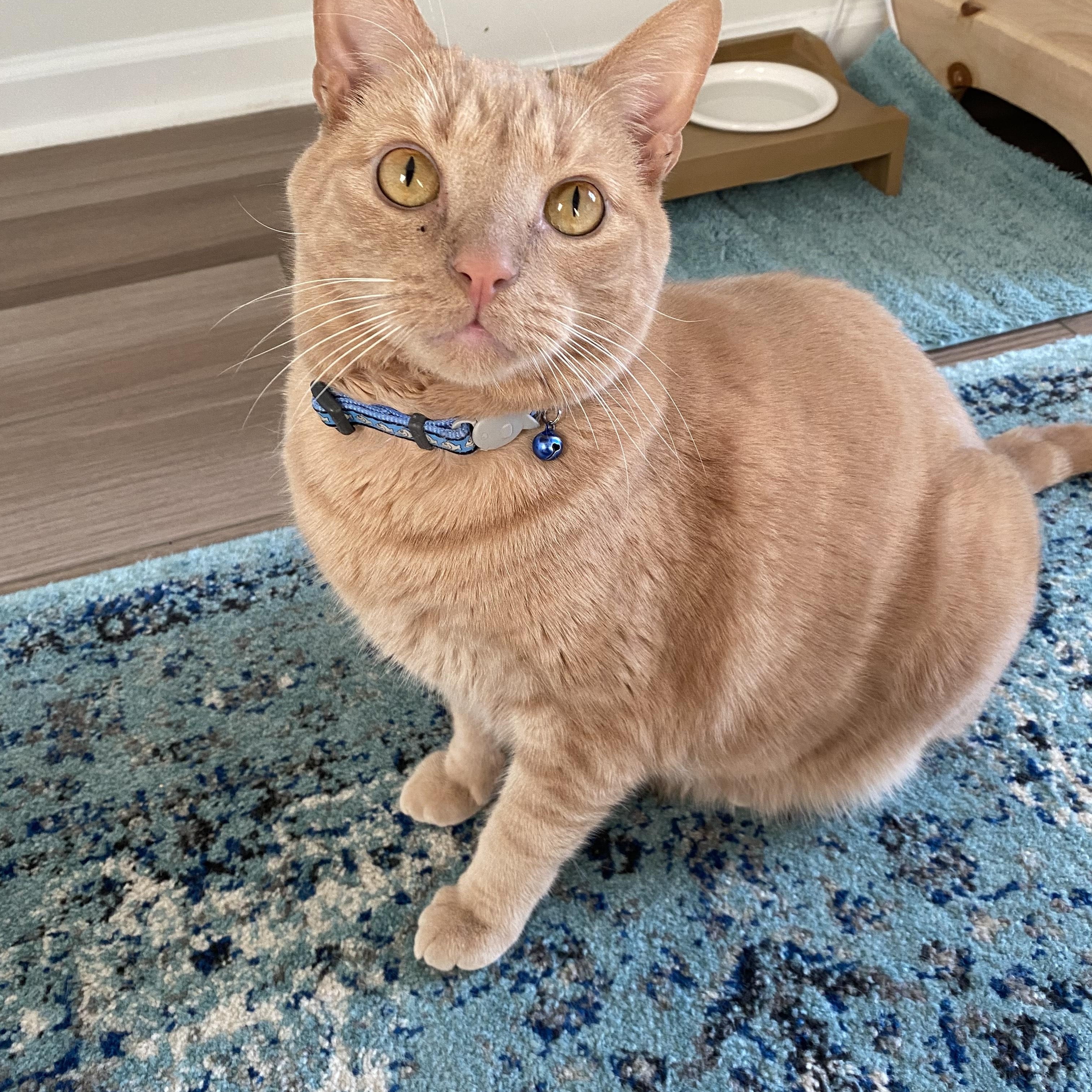 Enlarge Caesar, a Adoptable Domestic Short Hair in Greenville, SC image 3/6