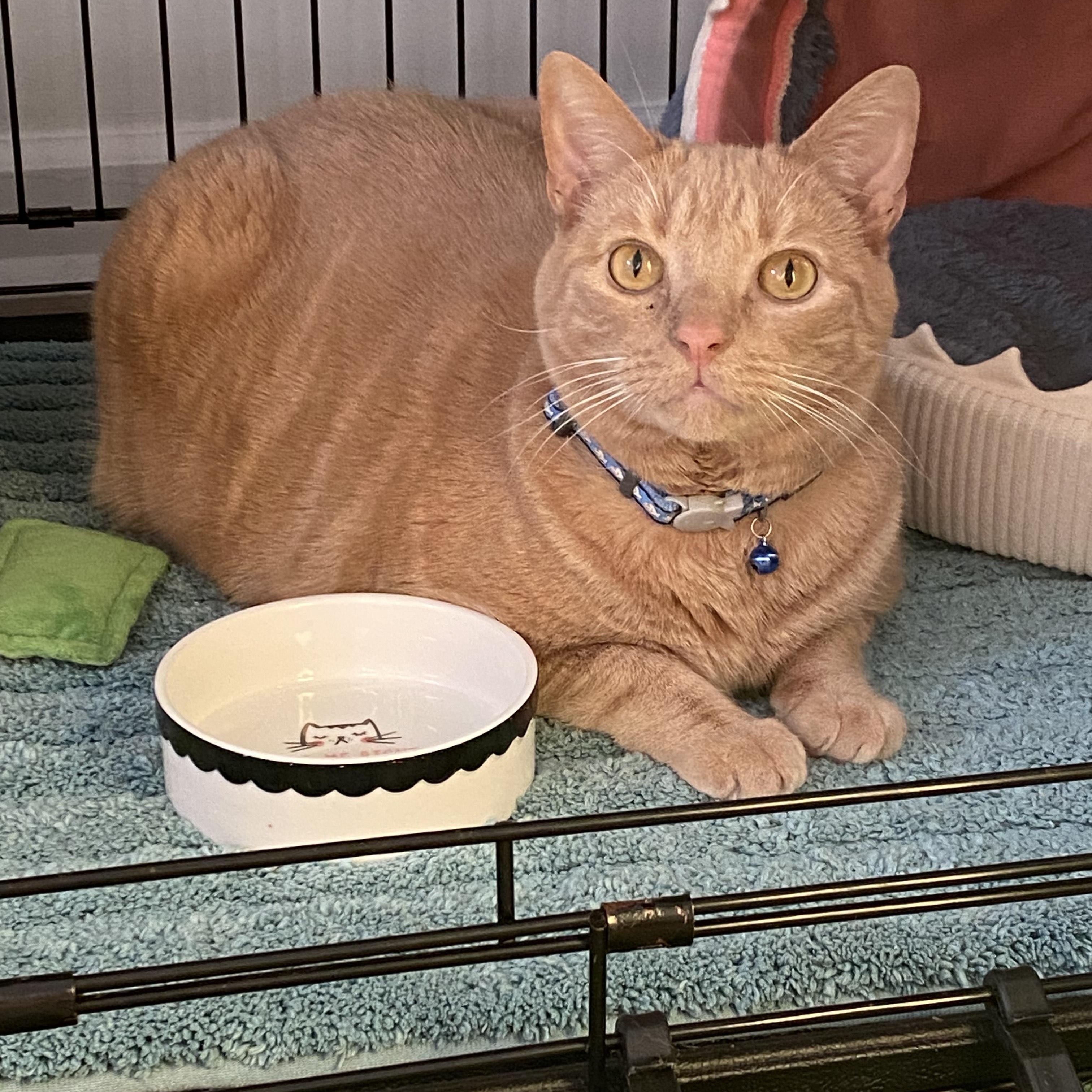 Enlarge Caesar, a Adoptable Domestic Short Hair in Greenville, SC image 2/6