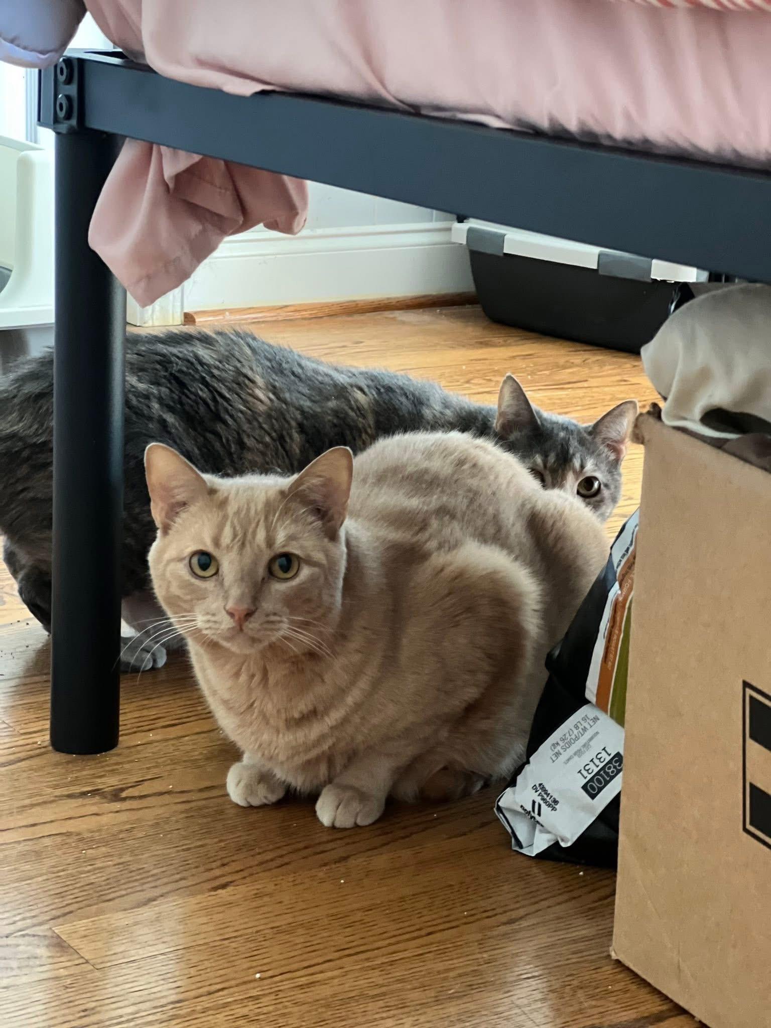 Enlarge Caesar, a Adoptable Domestic Short Hair in Greenville, SC image 5/6