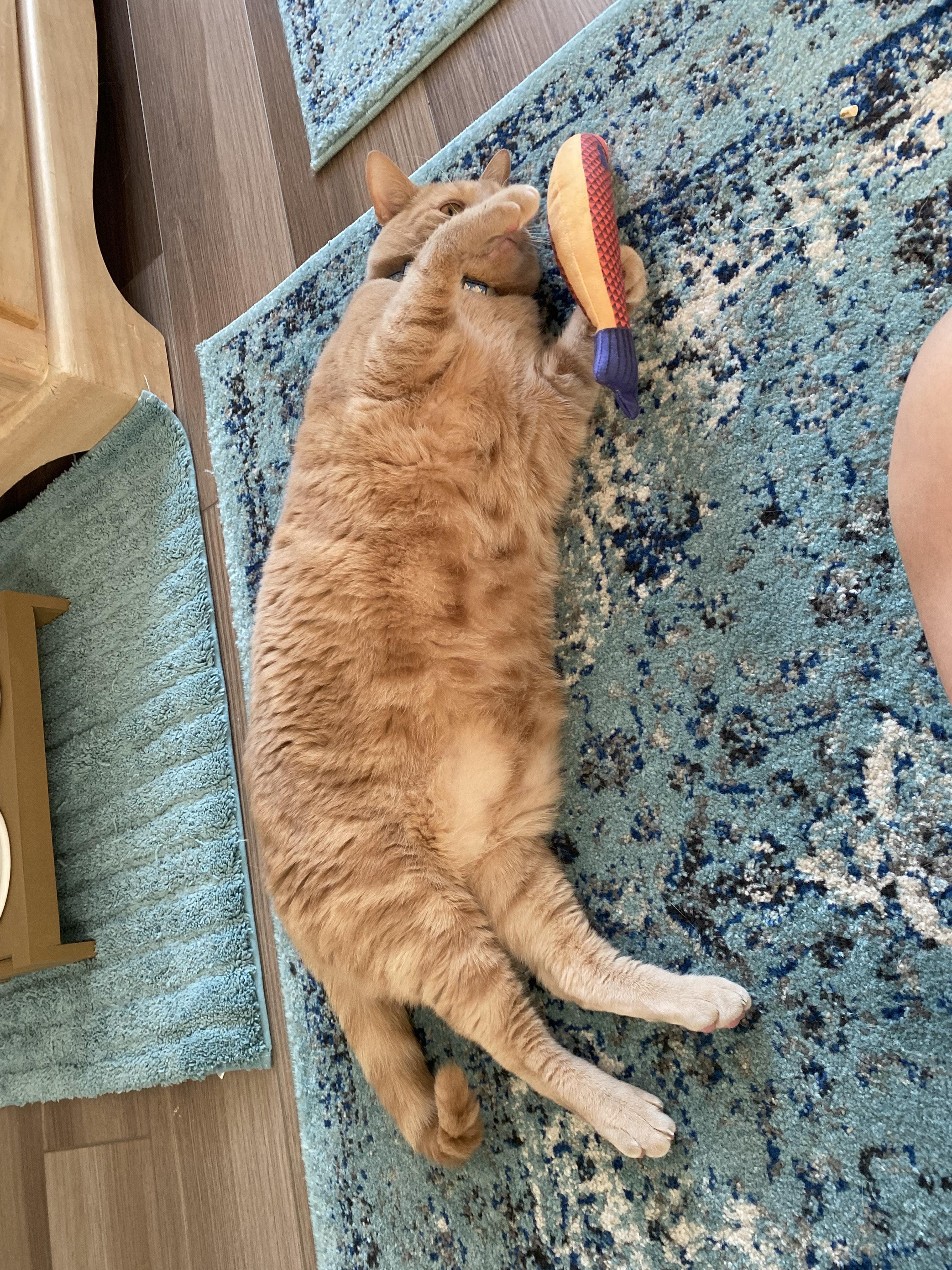 Enlarge Caesar, a Adoptable Domestic Short Hair in Greenville, SC image 6/6