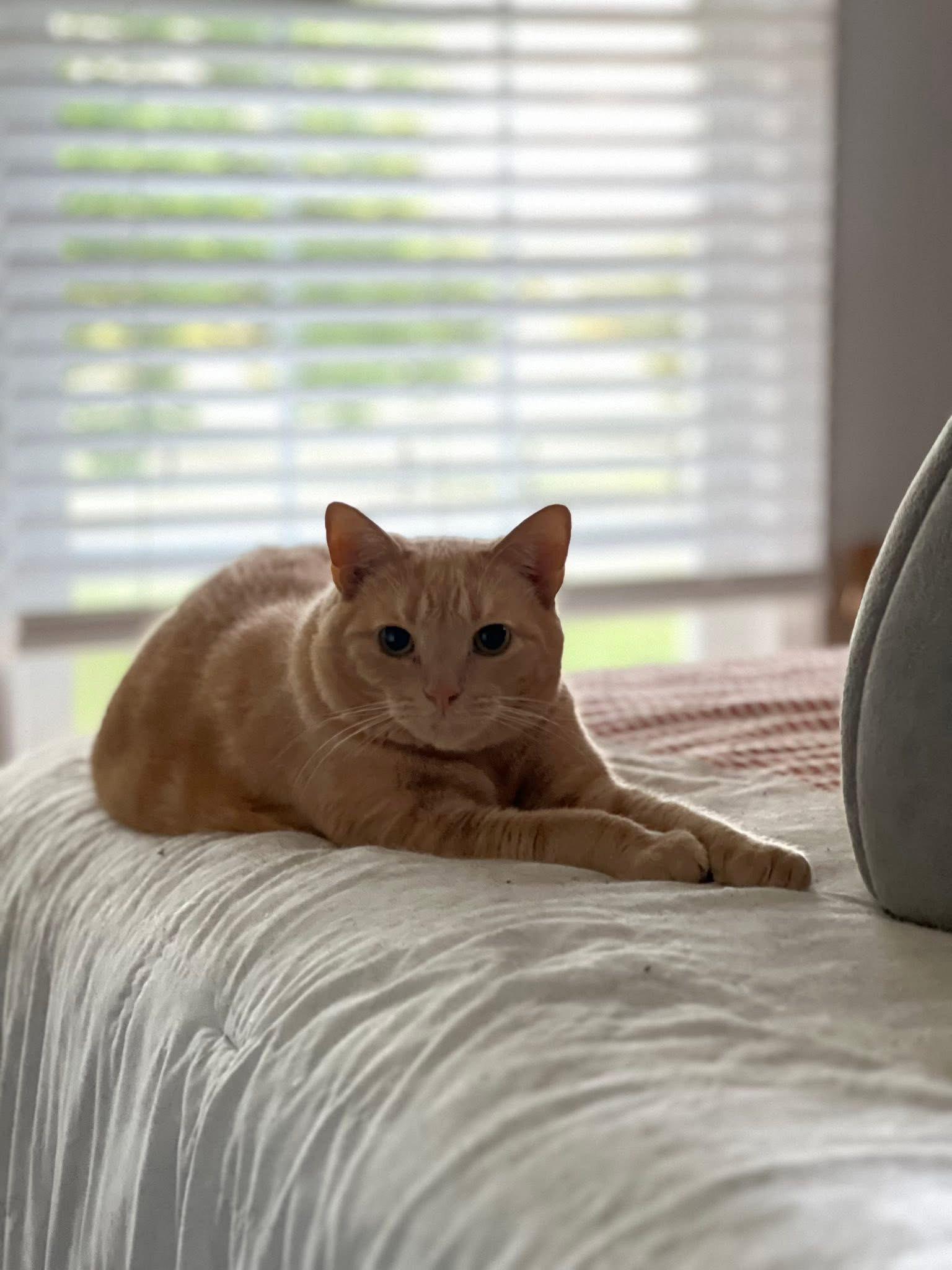 Enlarge Caesar, a Adoptable Domestic Short Hair in Greenville, SC image 1/6