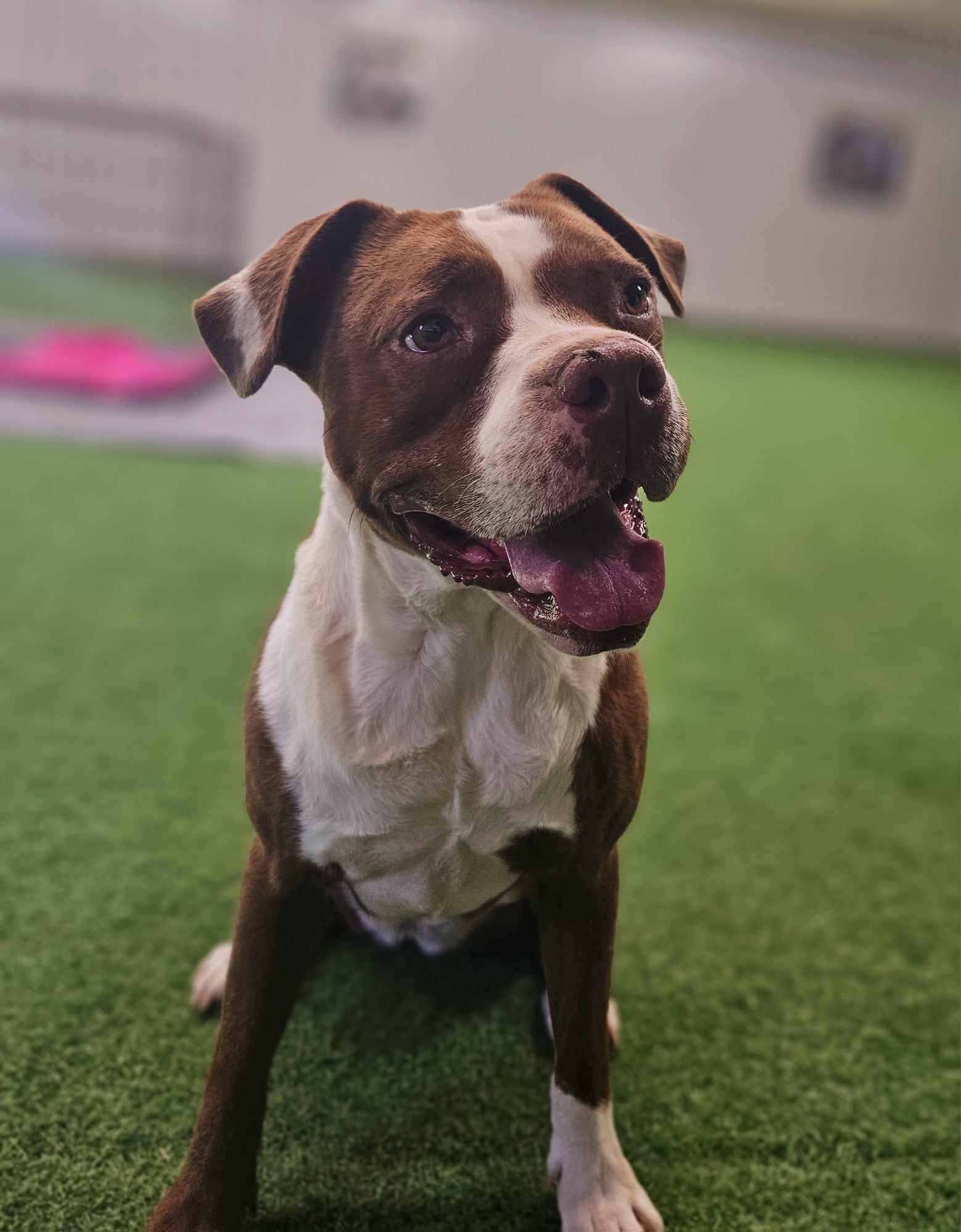 Mae, Adoptable, Senior Female American Staffordshire Terrier.