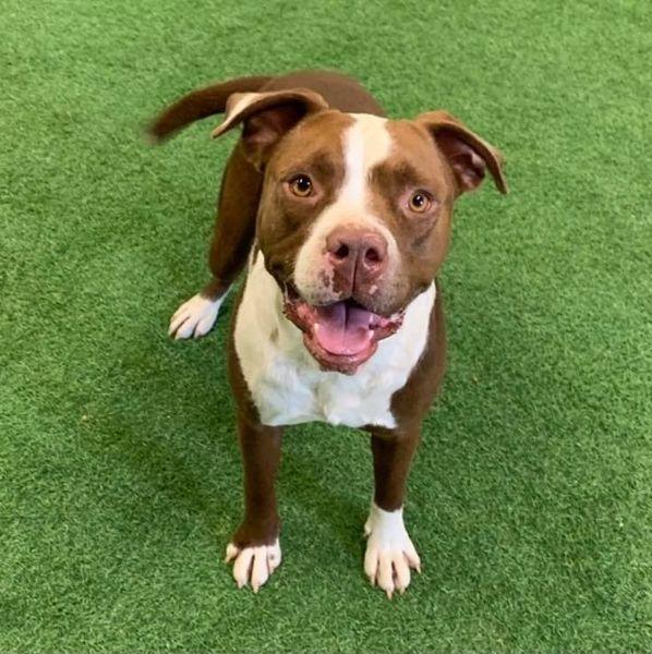 Enlarge Mae, a Adoptable mixed breed in San Angelo , TX image 2/6