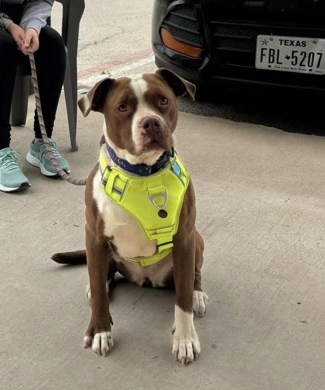 Enlarge Mae, a Adoptable mixed breed in San Angelo , TX image 2/6