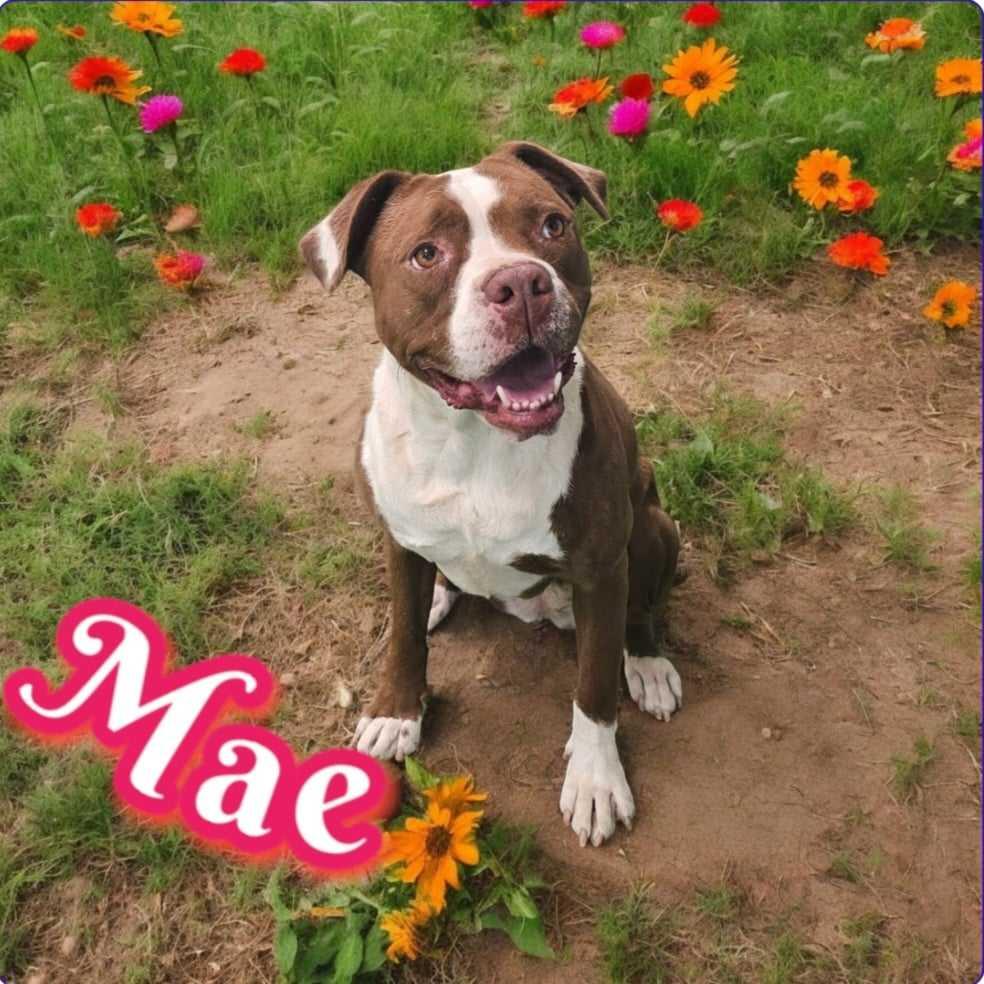 Mae, Adoptable, Adult Female American Staffordshire Terrier.