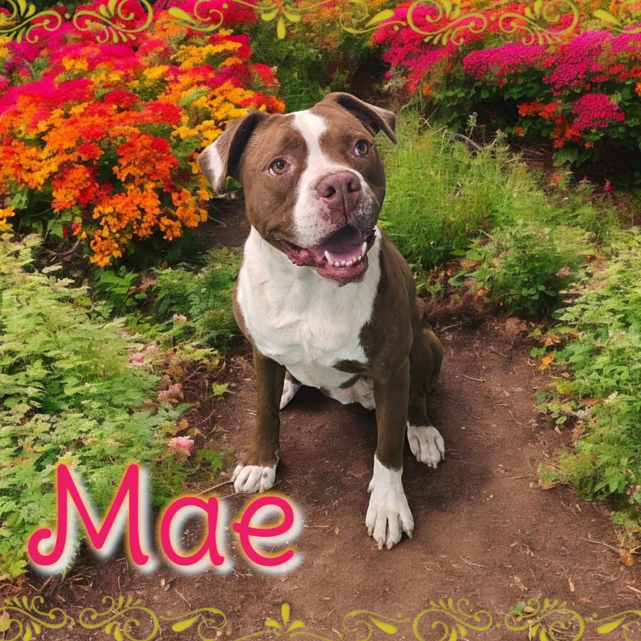 Enlarge Mae, a Adoptable mixed breed in San Angelo , TX image 4/6