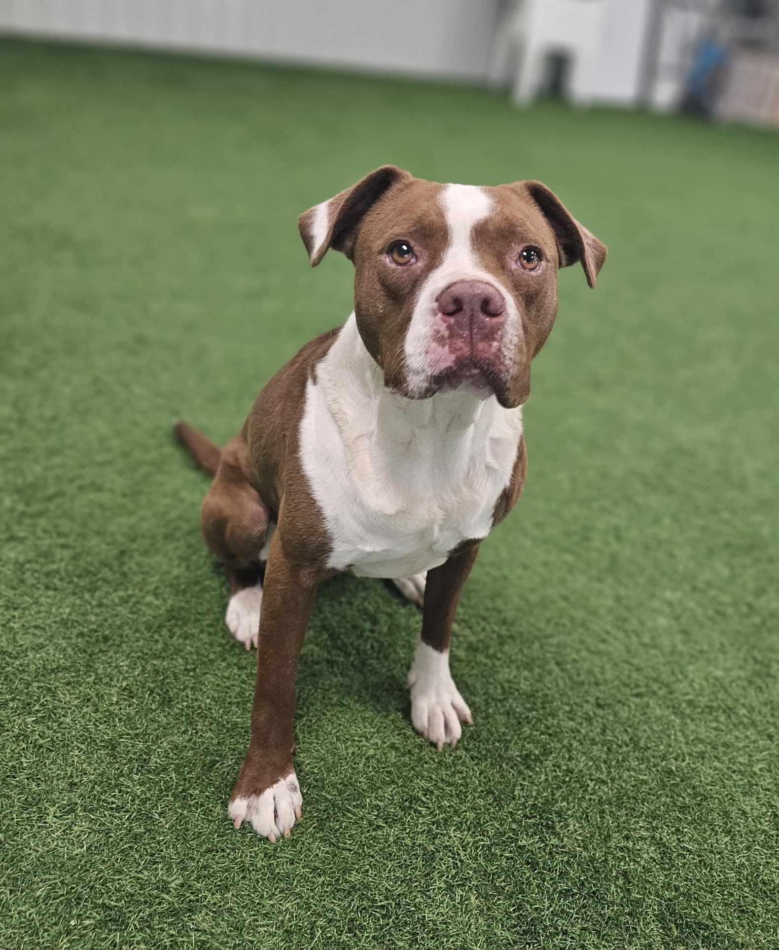 Mae, Adoptable, Adult Female American Staffordshire Terrier.