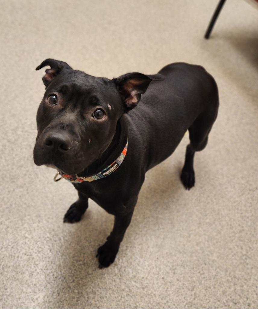 Delta, Adoptable, Young Female Labrador Retriever & Pit Bull Terrier.