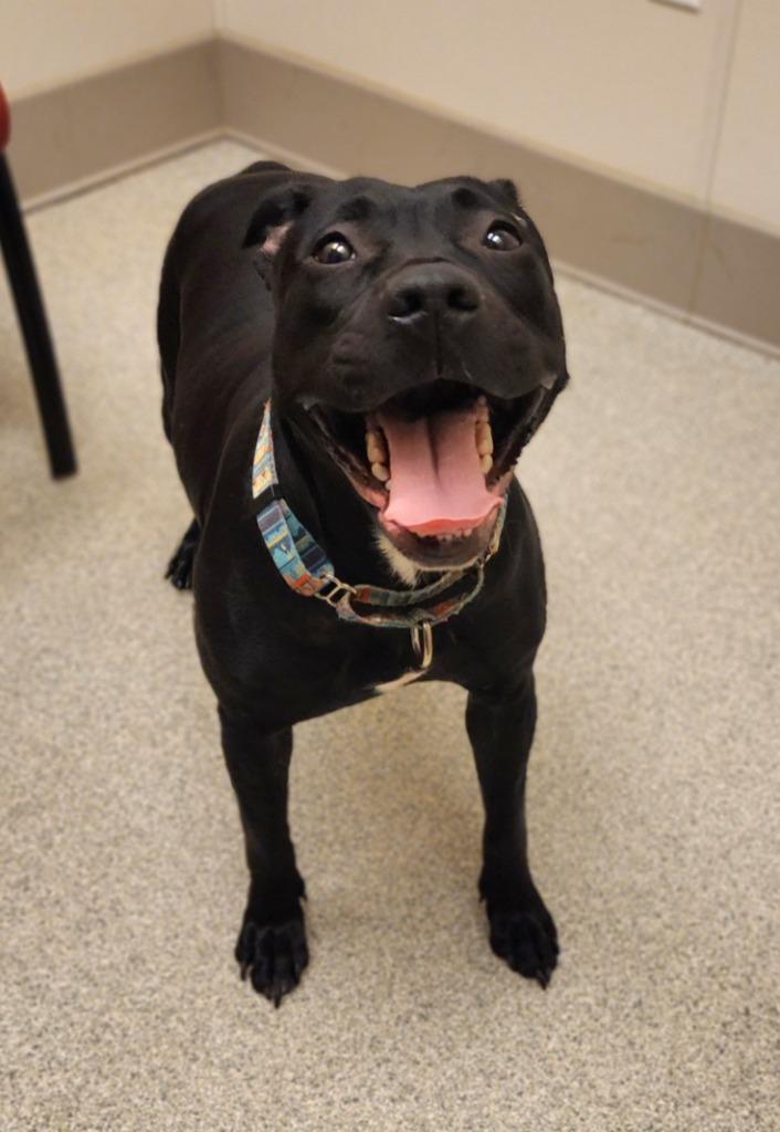 Enlarge Delta, a Adoptable mixed breed in Superior, WI image 2/3