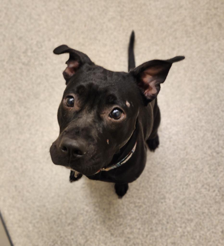 Enlarge Delta, a Adoptable mixed breed in Superior, WI image 3/3