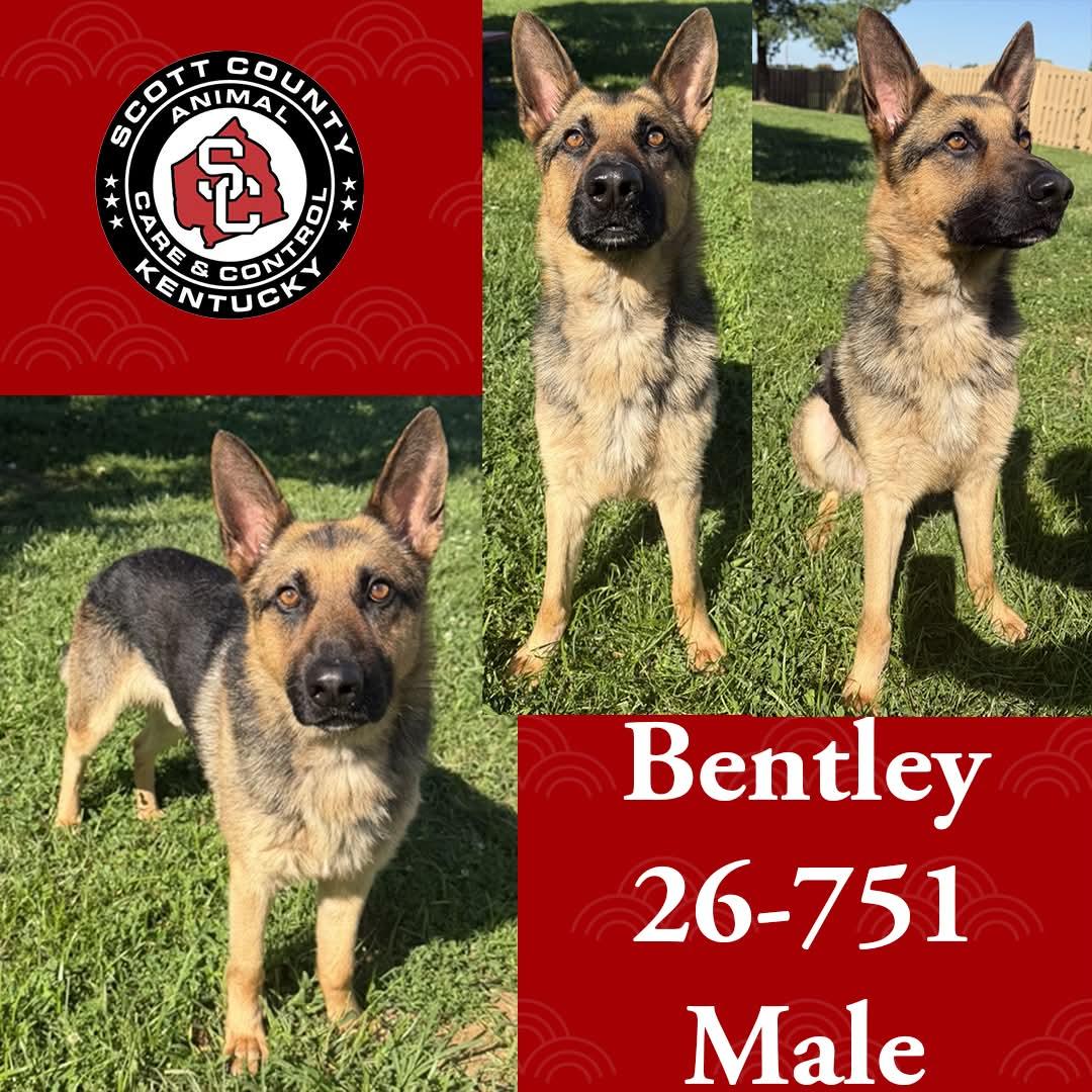 Enlarge Bentley, a Adopted German Shepherd Dog in Georgetown, KY image 1/1