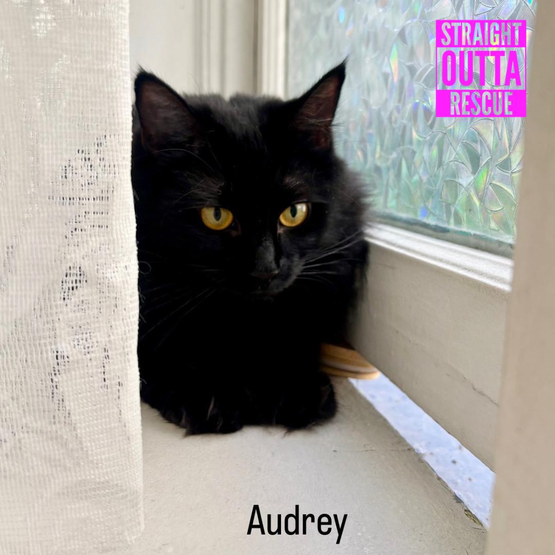 Enlarge Beatrice & Audrey, a Adoptable Domestic Long Hair in Vancouver, BC image 3/5