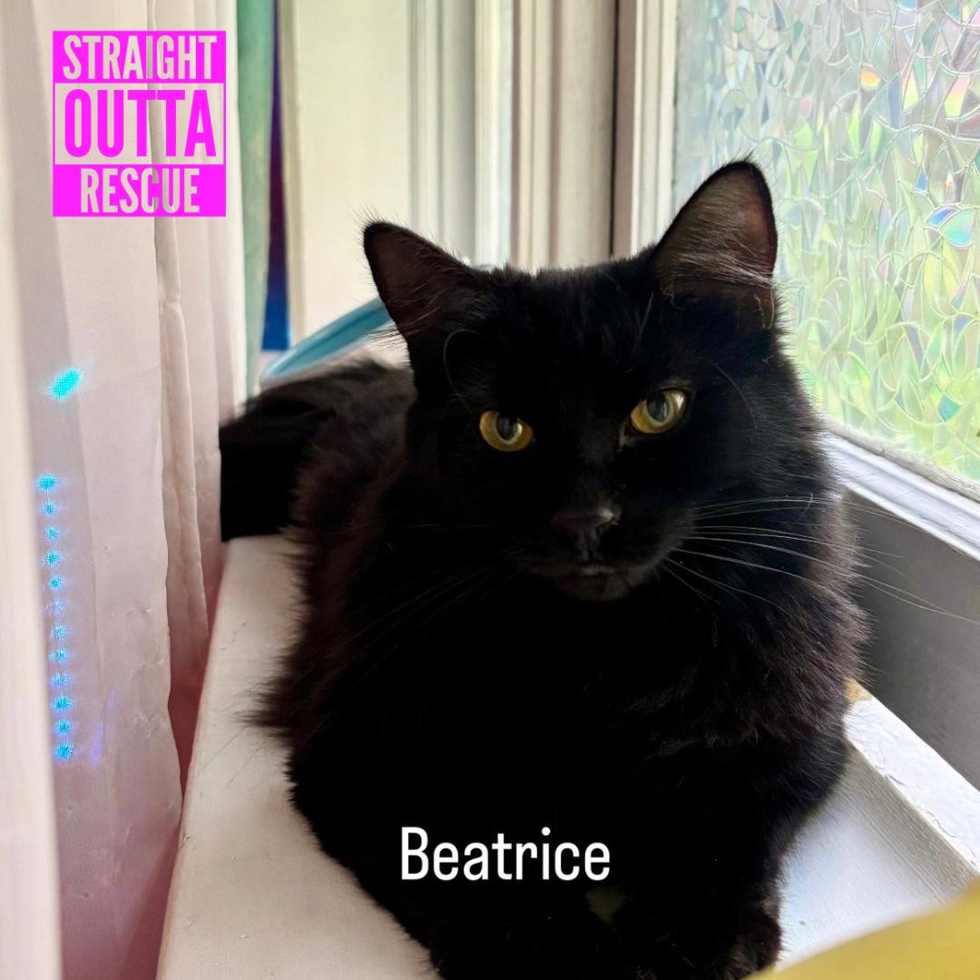 Enlarge Beatrice & Audrey, a Adoptable Domestic Long Hair in Vancouver, BC image 4/5