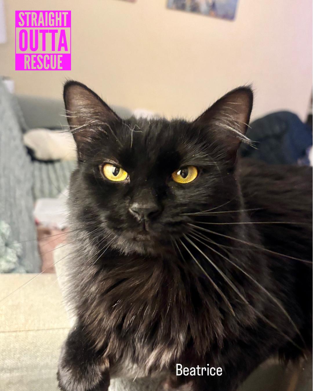 Enlarge Beatrice & Audrey, a Adoptable Domestic Long Hair in Vancouver, BC image 1/5