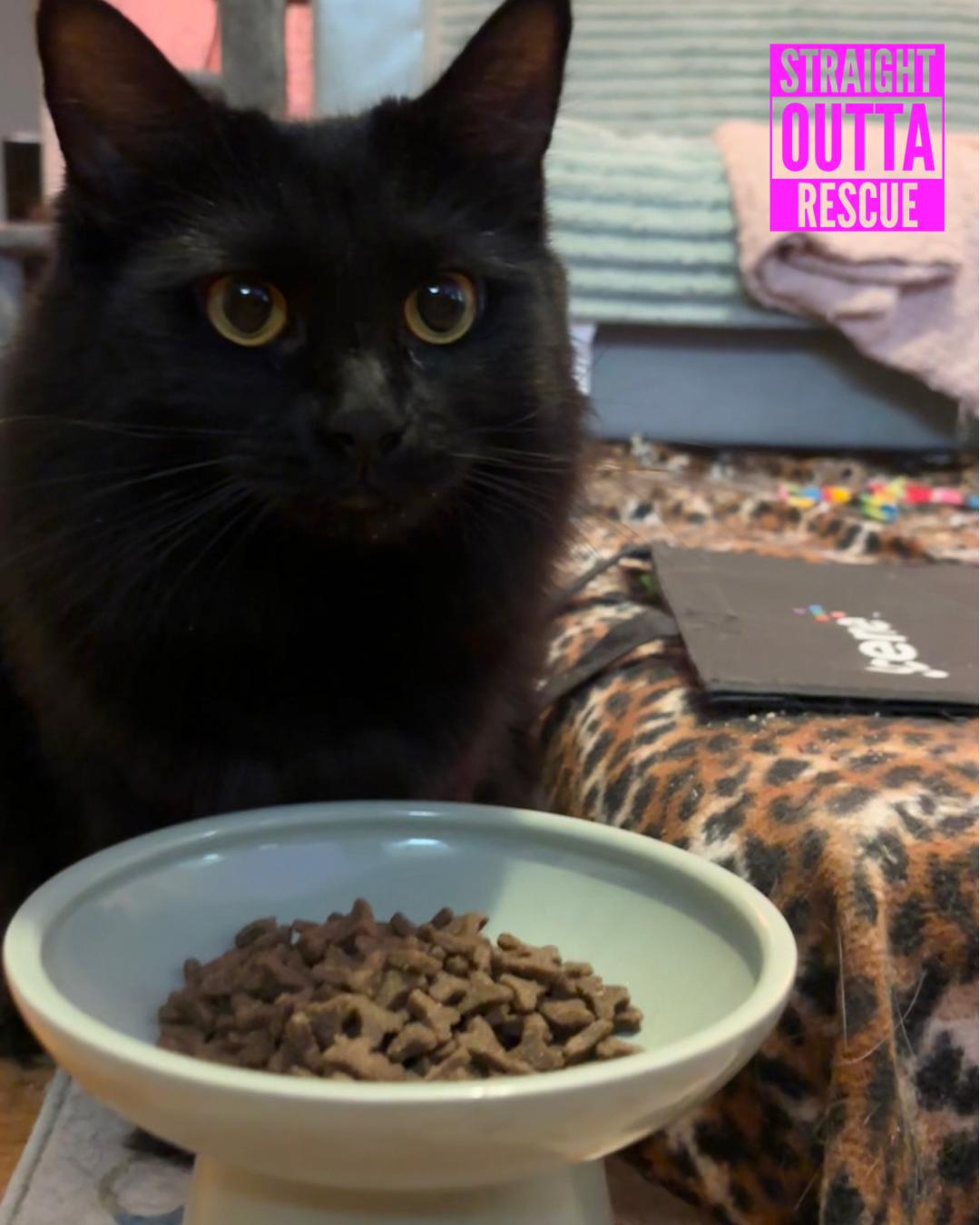 Enlarge Beatrice & Audrey, a Adoptable Domestic Long Hair in Vancouver, BC image 2/5