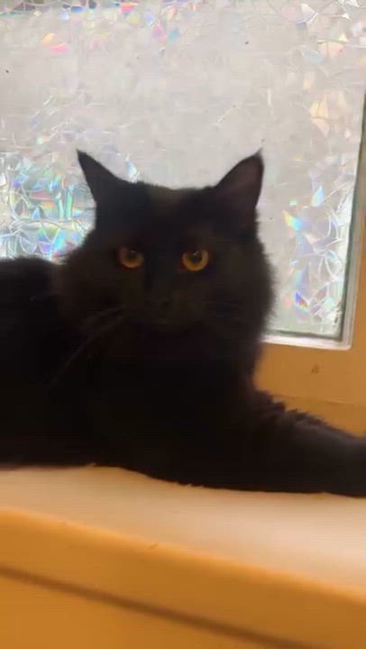Enlarge Beatrice & Audrey, a Adoptable Domestic Long Hair in Vancouver, BC video 5/5