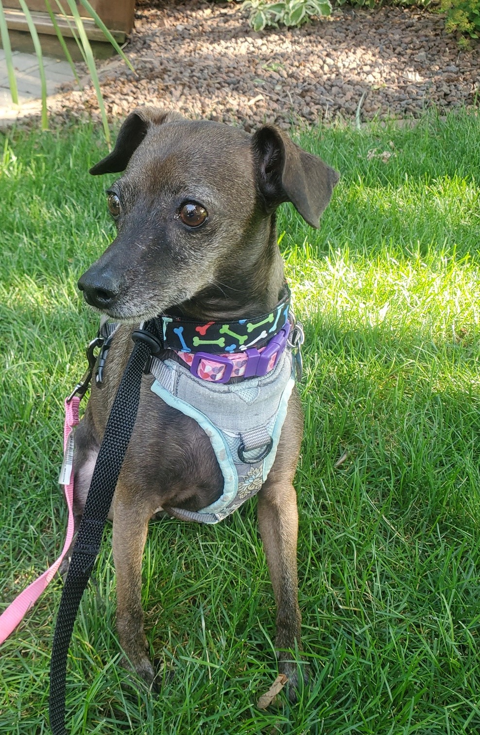 Bella