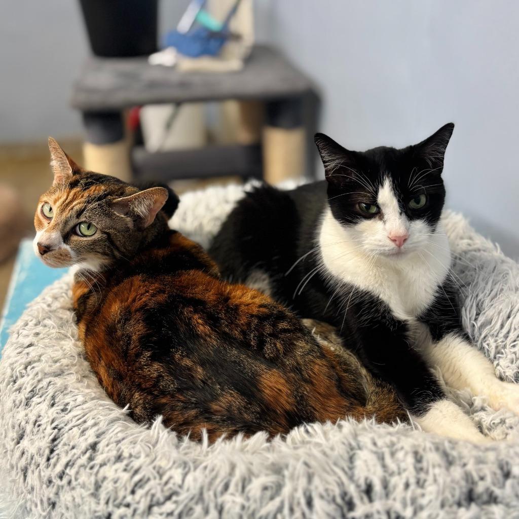 Wilma — thumbnail 4