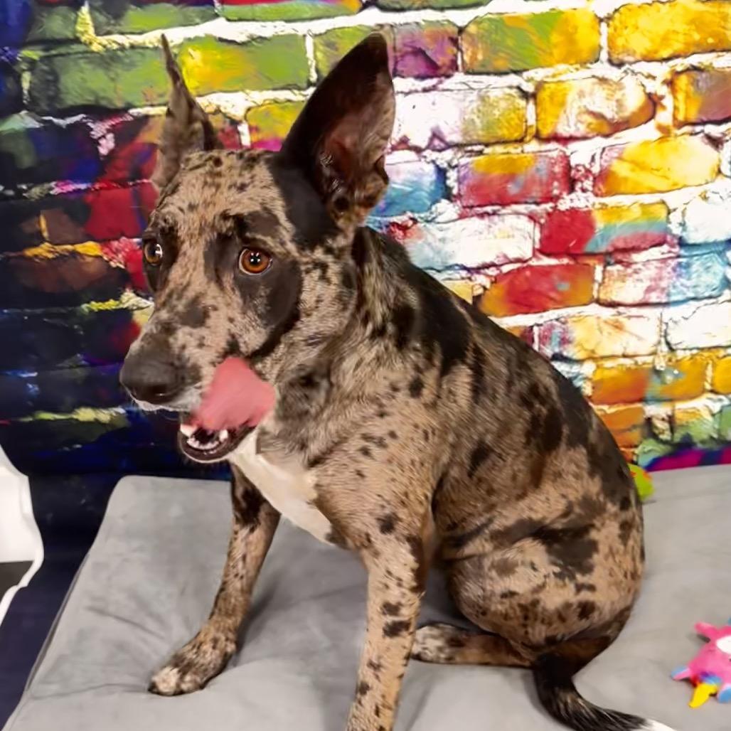 Candy, Adoptable, Adult Female Catahoula Leopard Dog.