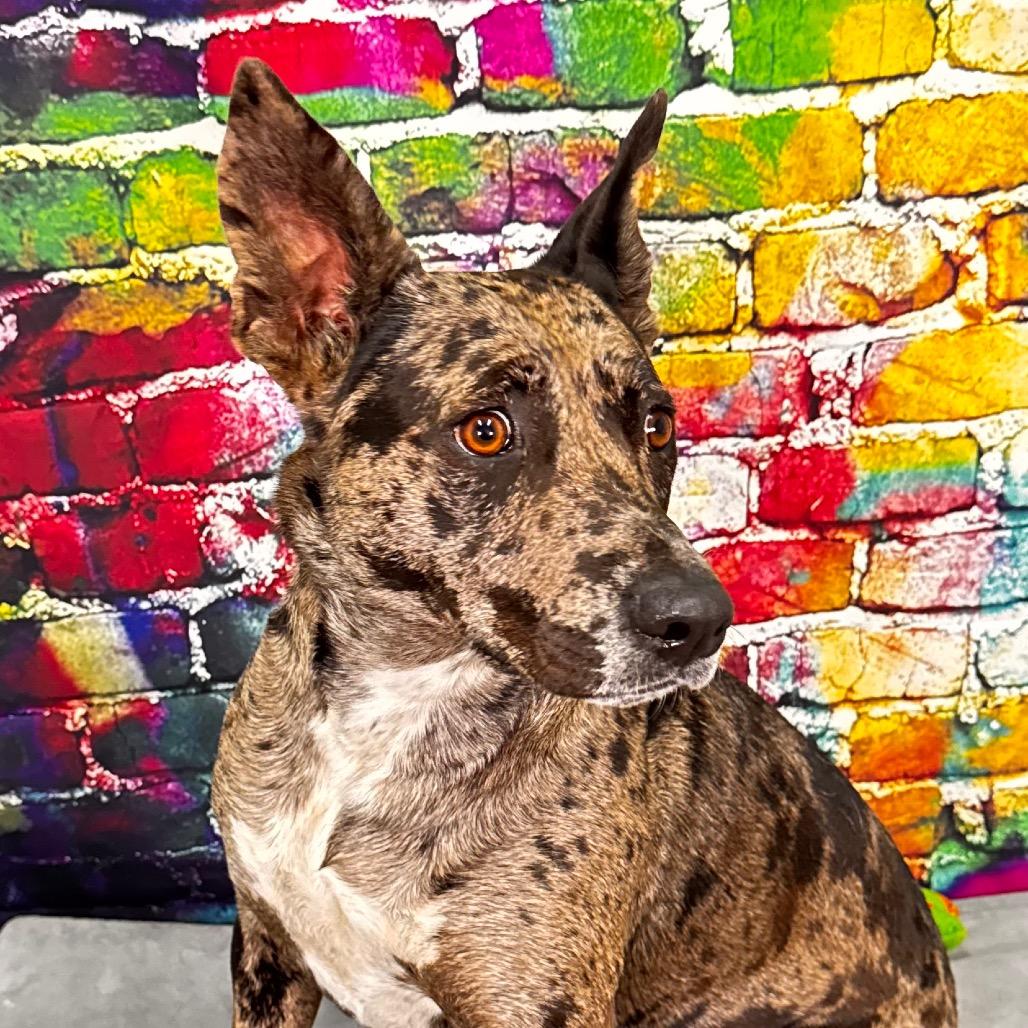 Enlarge Candy, a Adoptable Catahoula Leopard Dog in Franklin, NC image 2/6