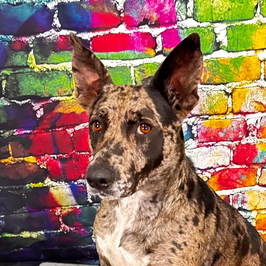 Enlarge Candy, a Adoptable Catahoula Leopard Dog in Franklin, NC image 3/6