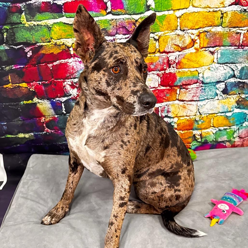 Enlarge Candy, a Adoptable Catahoula Leopard Dog in Franklin, NC image 5/6