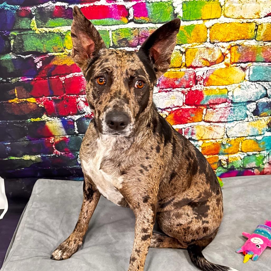 Enlarge Candy, a Adoptable Catahoula Leopard Dog in Franklin, NC image 6/6