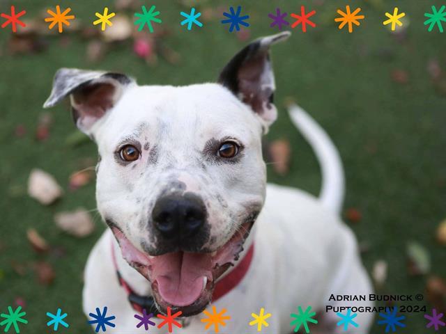 RIKER, Adoptable, Adult Male Mixed Breed.