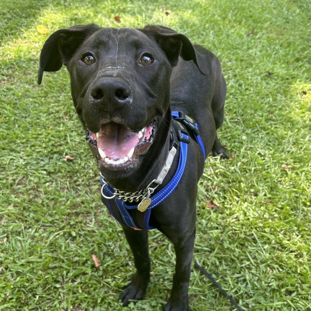 Kova, a Adoptable Mixed Breed in Auburn, AL image 1/6