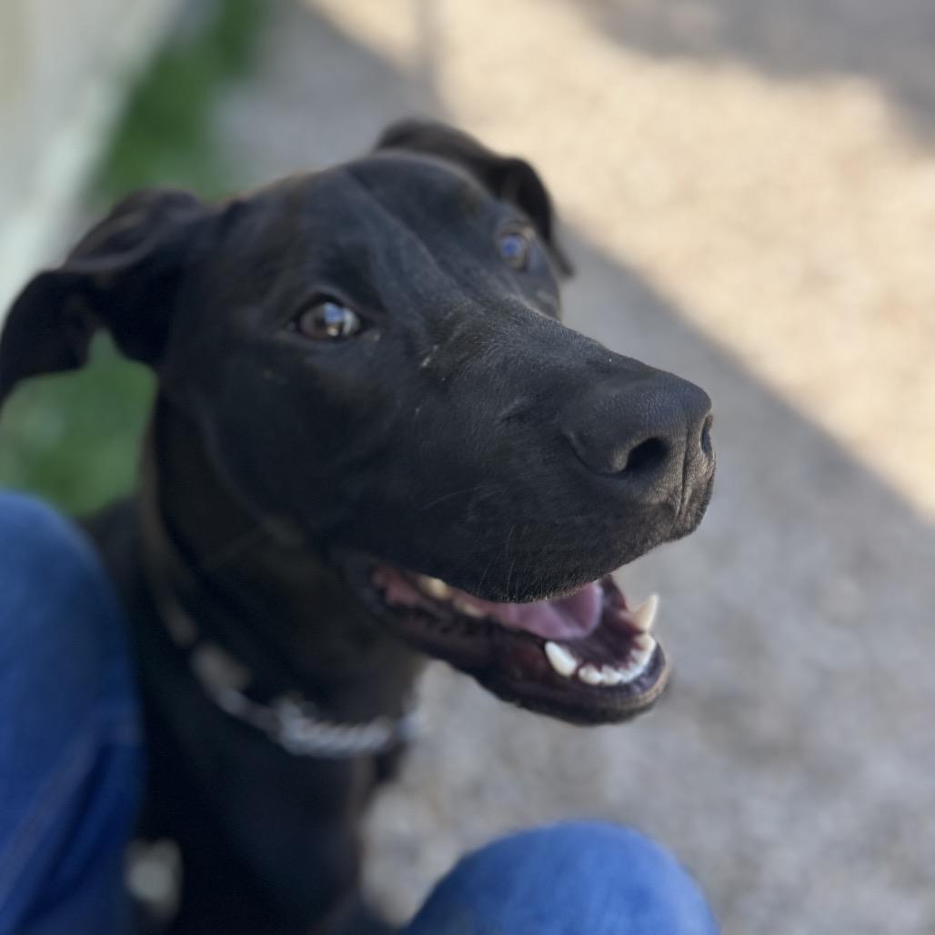 Kova, Adoptable, Young Female Mixed Breed.