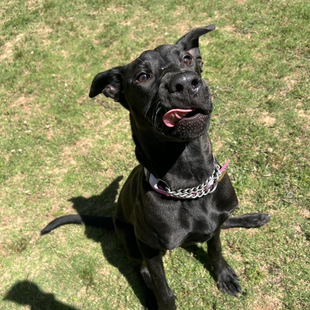 Kova, a Adoptable Mixed Breed in Auburn, AL image 2/6